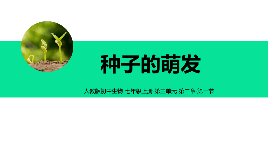 3.2.1种子的萌发课件(共24张PPT)2023-2024学年人教版七年级上册生物