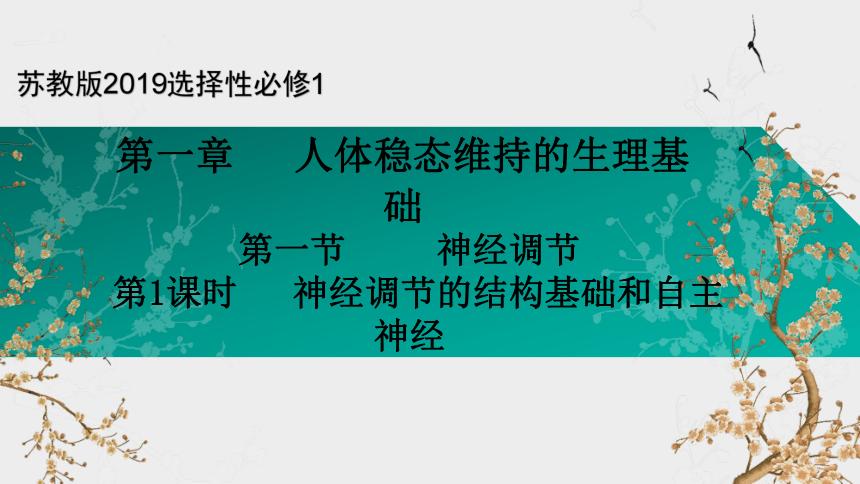 1.1 神经调节(共21张PPT)（第1课时高二生物上册(苏教版2019选择性必修1)