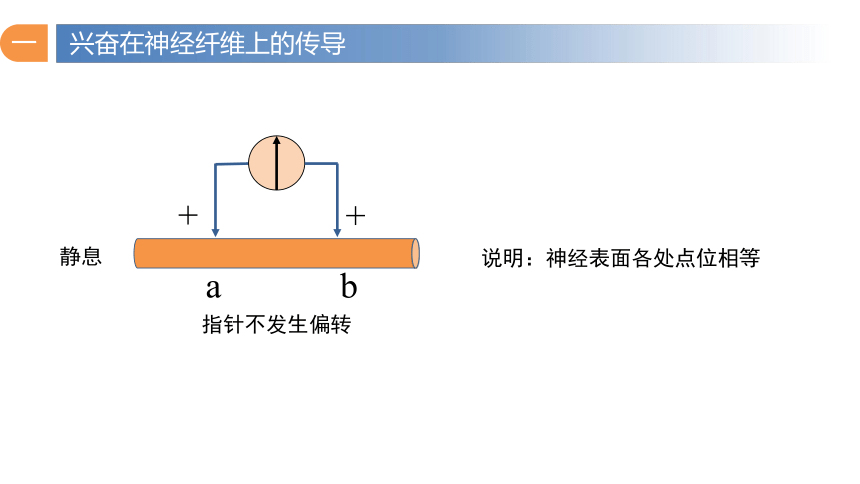 2.3 神经冲动的产生和传导（第1课时）课件(共37张PPT2个视频)-2023-2024学年高二上学期生物人教版（2019）选择性必修一