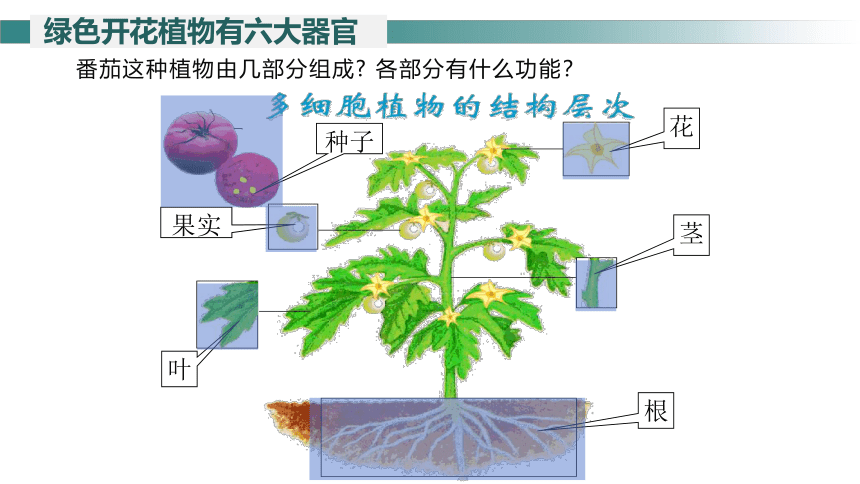 2.2.3植物体的结构层次课件(共25张PPT)2023-2024学年七年级生物上册