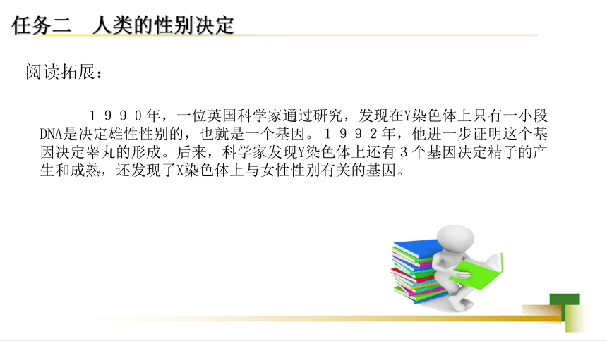 4.4.3人类染色体与性别决定课件(共20张PPT)2023-2024学年济南版八年级生物上册