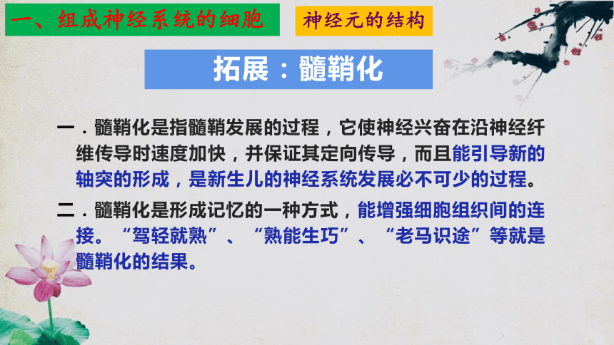 2.1神经调节的结构基础课件(共33张PPT)-2023-2024学年高二上学期生物人教版（2019）选择性必修1