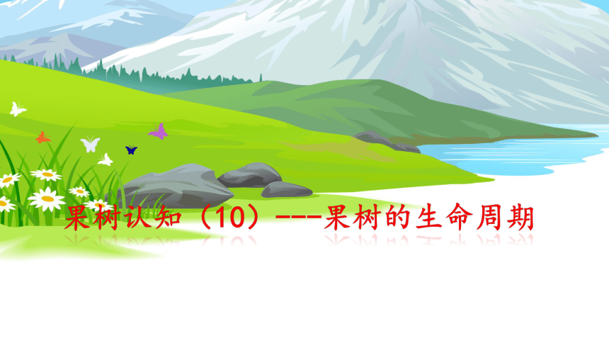 1.3.6果树的生命周期 课件(共17张PPT）-《果树生产技术》同步教学（中国农业出版社）