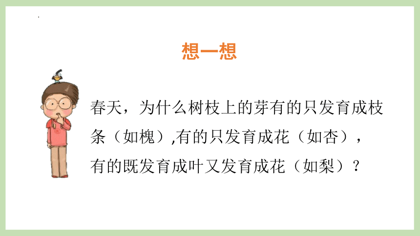 4.1.6  芽的类型和发育  课件(共40张PPT)2023-2024学年济南版生物八年级上册