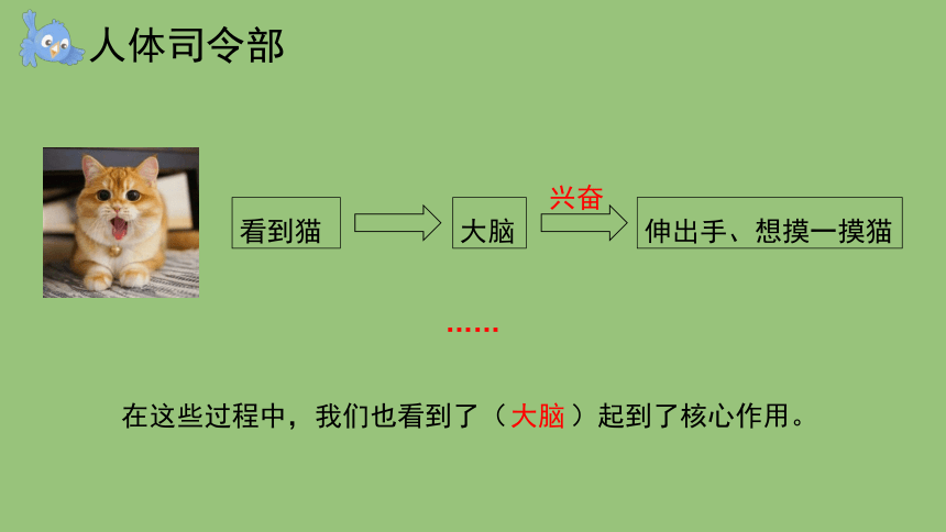 科学大象版（2017秋）五年级上册2.3 人体司令部 课件（共18张PPT+视频）