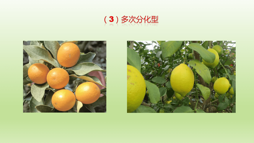 1.3.5花芽分化与开花结果 课件(共38张PPT）-《果树生产技术》同步教学（中国农业出版社）