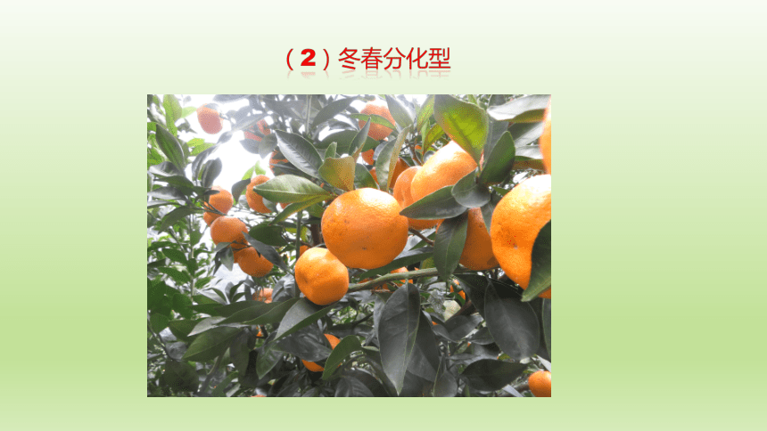 1.3.5花芽分化与开花结果 课件(共38张PPT）-《果树生产技术》同步教学（中国农业出版社）