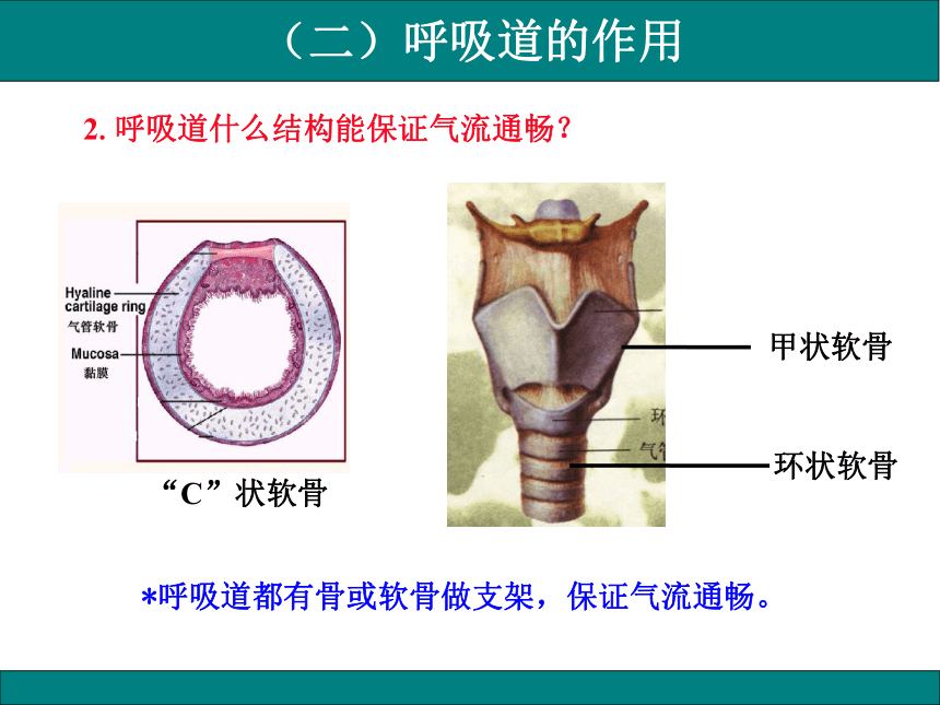 4.3.1呼吸道对空气的处理课件(共20张PPT)初中生物人教版七年级下册