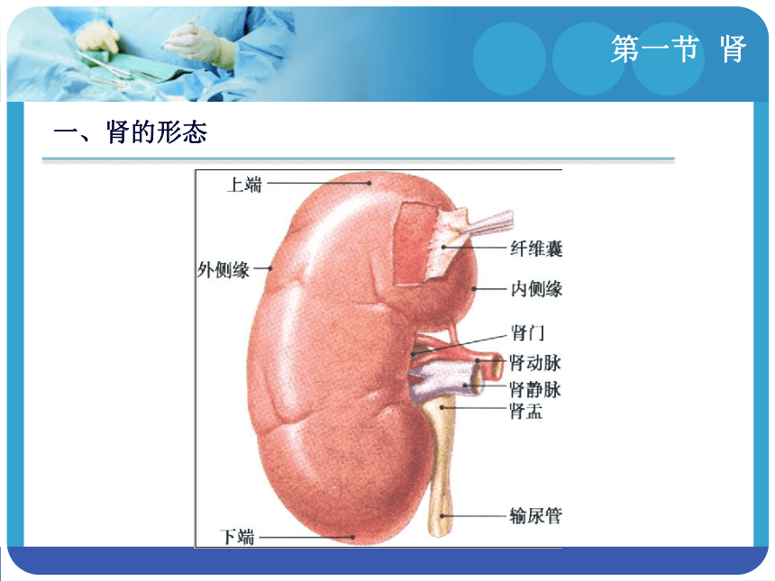 第五章泌尿系统 课件(共21张PPT)-《解剖学基础》同步教学（江苏大学出版社）