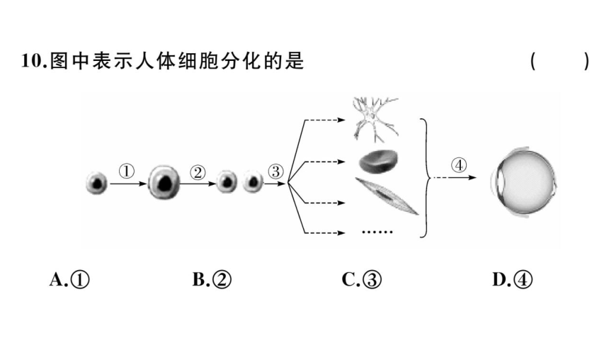 第二单元生物体的结构层次 小结与复习习题课件(共32张PPT)