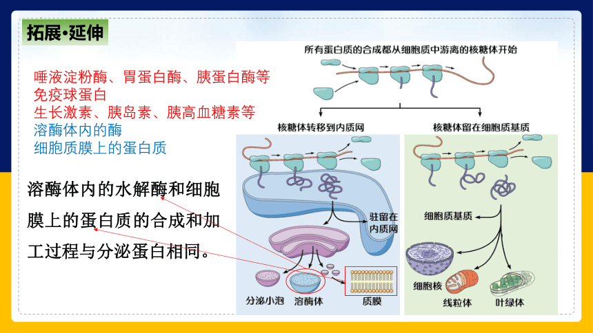 2.2.4细胞的结构和生命活动——细胞各部分结构分工合作 (共40张PPT)苏教版2019必修1