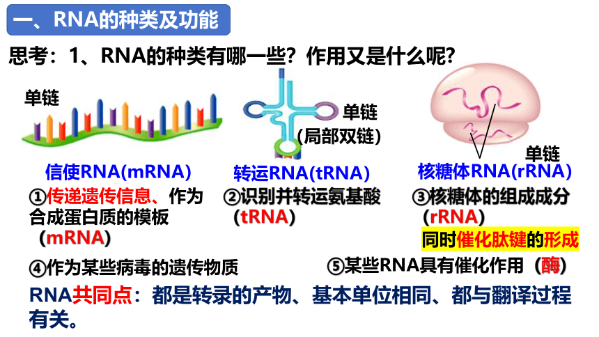 4.1基因指导蛋白质的合成（第1课时）(共23张PPT)课件人教版2019必修2