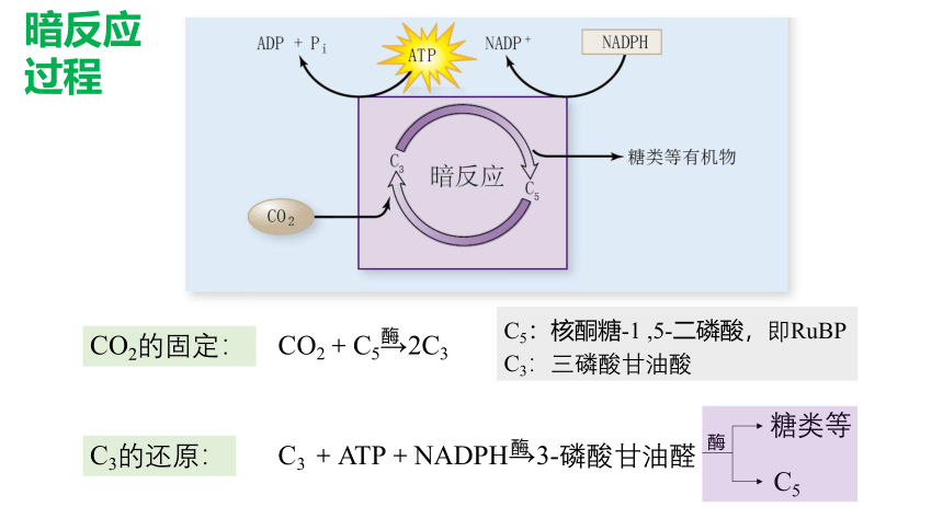 5.4光合作用第3课时 课件(共52张PPT)高中人教版生物必修一