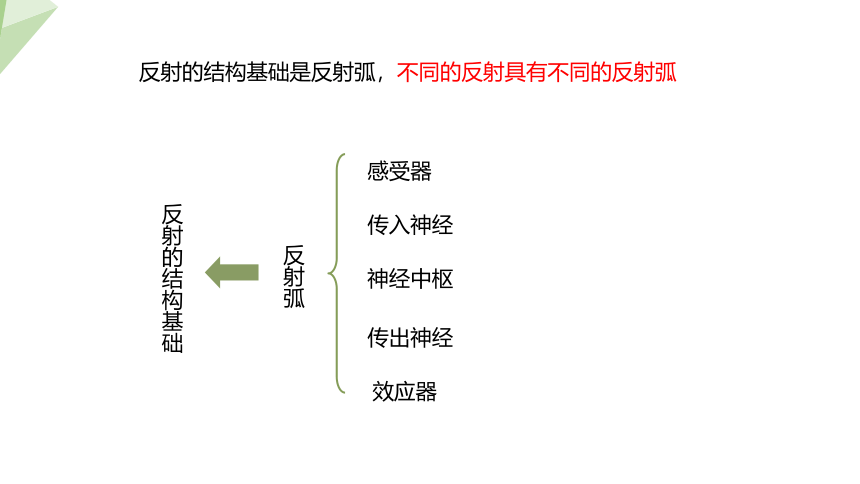 2.4.3  第1课时 反射   课件(共20张PPT+内嵌视频2个) 2023-2024学年初中生物冀少版七年级下册