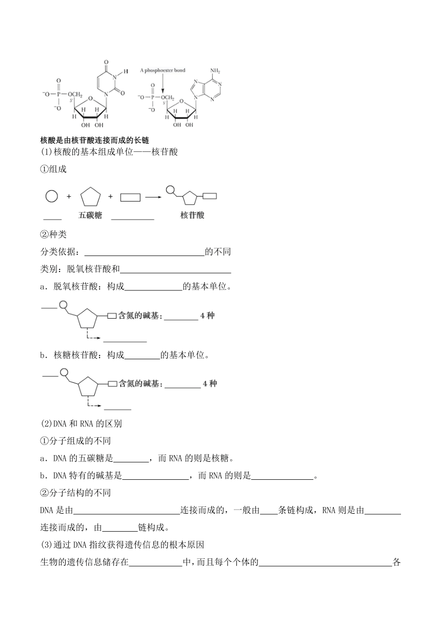 2.5核酸是遗传信息的携带者学案（含答案）