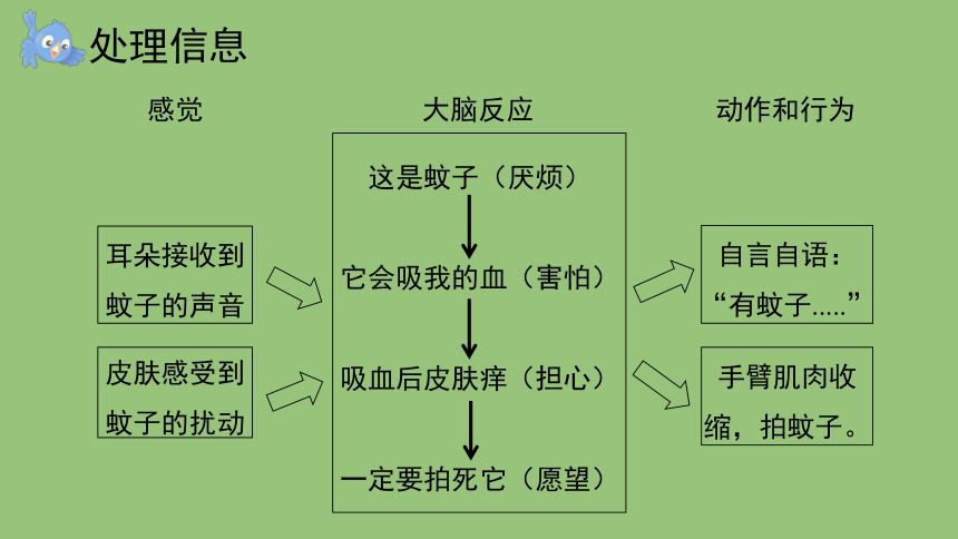 科学大象版（2017秋）五年级上册2.3 人体司令部 课件（共18张PPT+视频）