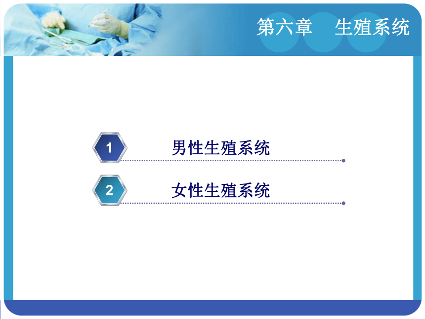 6.2女性生殖系统 课件(共19张PPT)-《解剖学基础》同步教学（江苏大学出版社）