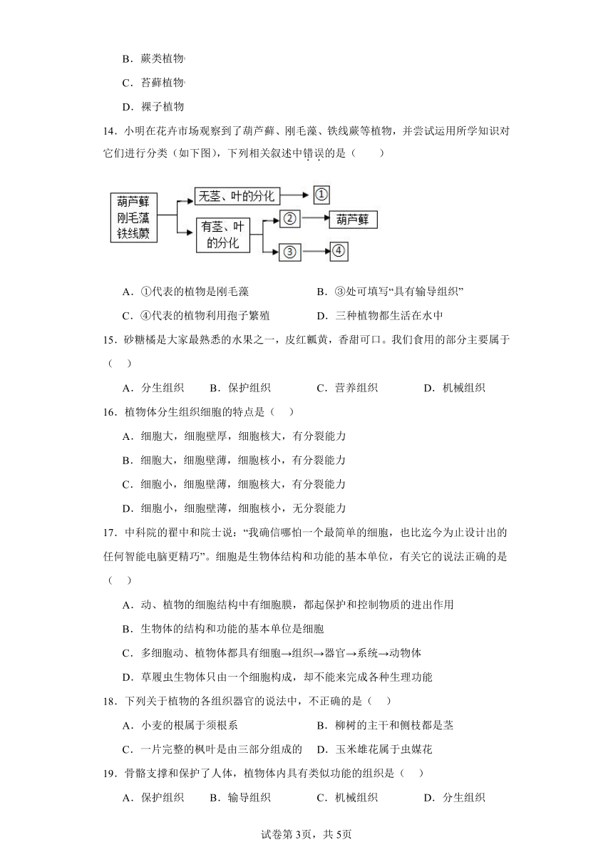 4.1植物同步练习（含答案）沪教版生命科学第二册