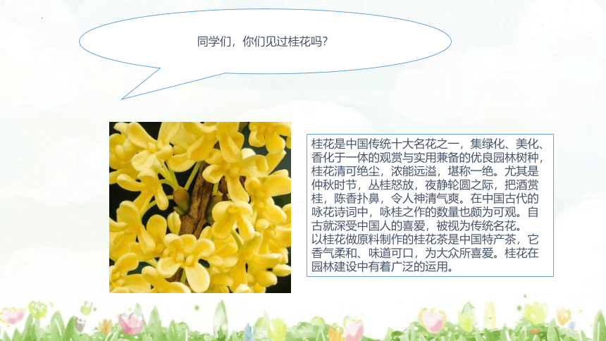 3《桂花雨》 课件 (共26张PPT)