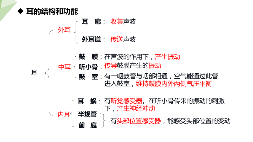 4.12.2 感受器和感觉器官 第2课时 课件(共17张PPT) 2023-2024学年初中生物北师版七年级下册