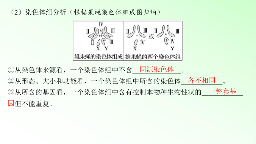 新教材生物一轮复习课件：第7单元 生物的变异和进化 第2讲　染色体变异(共92张PPT)