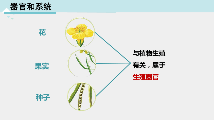 2.3 生物体的结构层次 第3课时（课件 21张ppt）