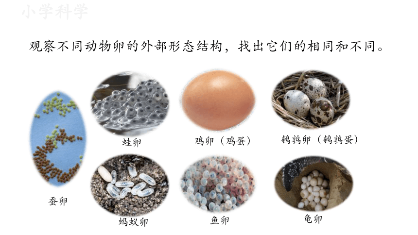 教科版（2017秋）三年级下册2.2认识其他动物的卵课件（19张PPT)