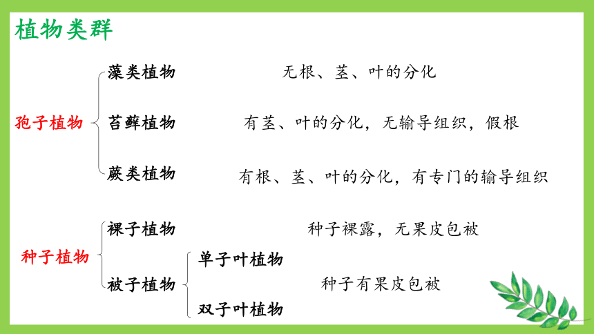 5.14.4生物的分类 课件(共16张PPT)2023年秋苏教版生物八年级上册