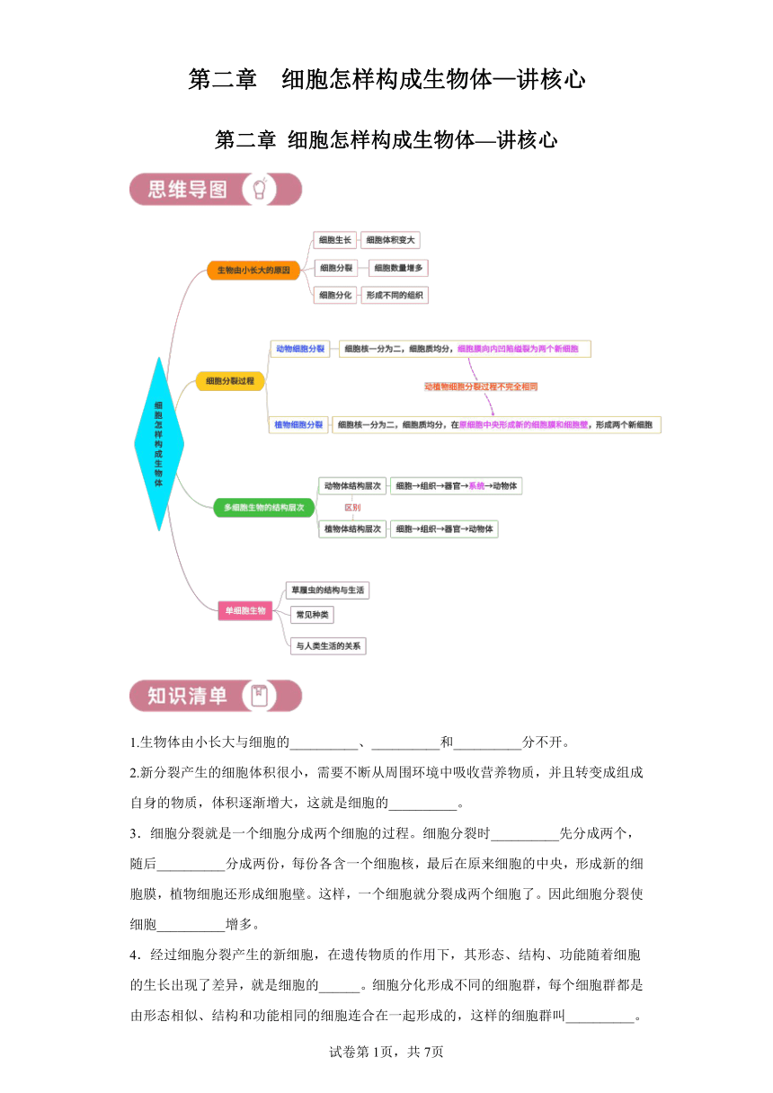 第二单元第二章 细胞怎样构成生物体—讲核心 （含解析）人教版生物七上