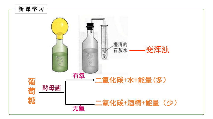 5.4.5 人类对细菌和真菌的利用课件 （共19张PPT）人教版八年级生物上册