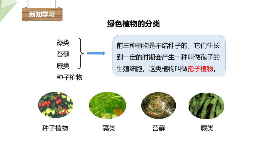 3.1.1 藻类、苔藓和蕨类植物 课件 (共28张PPT)2023-2024学年初中生物人教版七年级上册