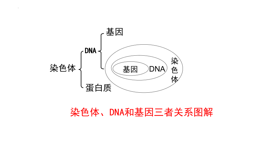 7.2.2基因在亲子代间的传递课件(共20张PPT) 人教版生物八年级下册