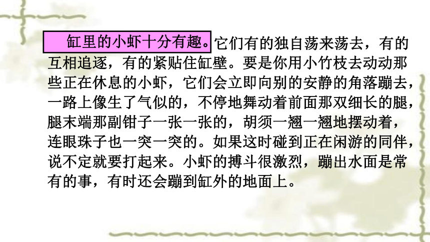 15.《小虾》课件(共25张PPT)