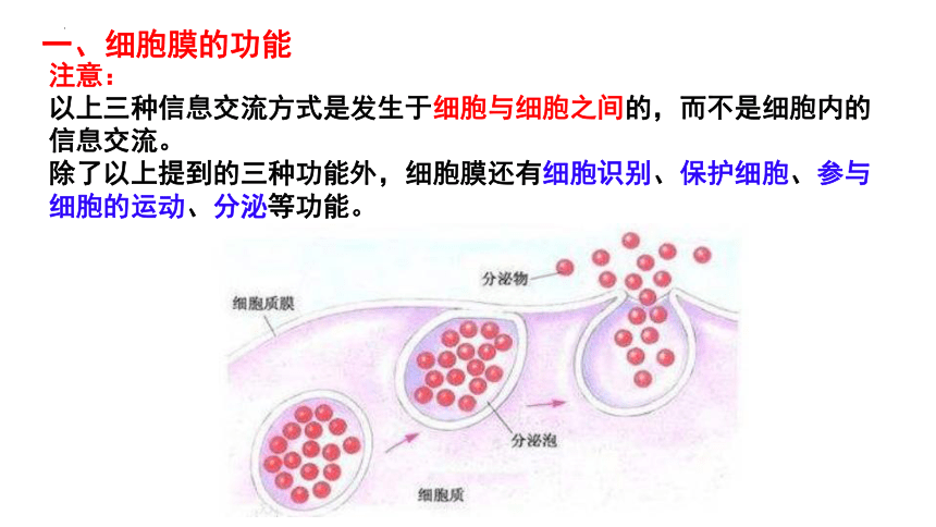 3.1细胞膜的结构和功能 课件(共53张PPT)