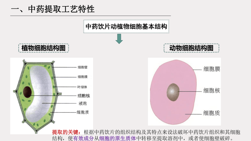 5.1中药提取基础知识 课件(共22张PPT)-《中药提取物生产技术》同步教学（劳动版）