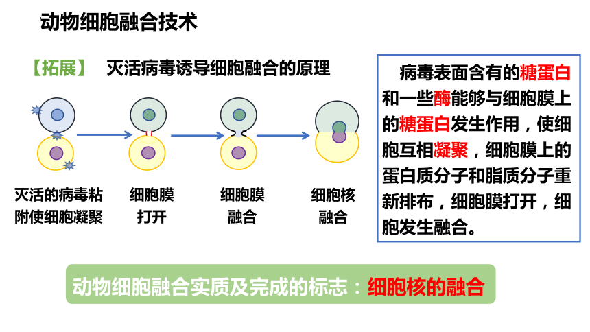 2.3.3动物细胞融合技术与单克隆抗体课件(共36张PPT)2022-2023学年高二下学期生物苏教版选择性必修3