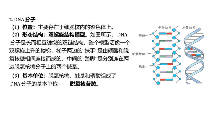 1.5遗传与进化（课件 29张PPT 学案)