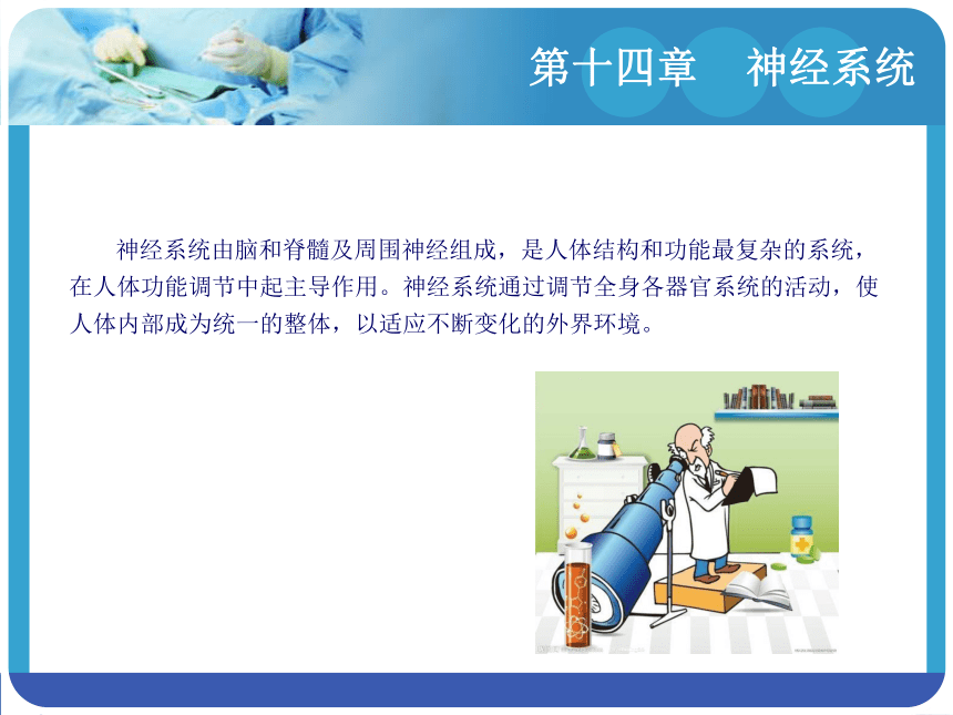 14.3周围神经系统 课件(共94张PPT)-《解剖学基础》同步教学（江苏大学出版社）