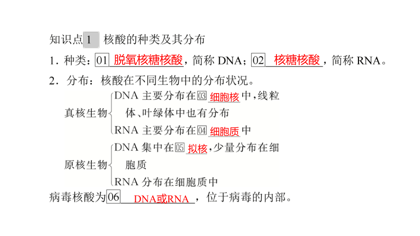 人教生物必修1复习课件：2.5 核酸是遗传信息的携带者