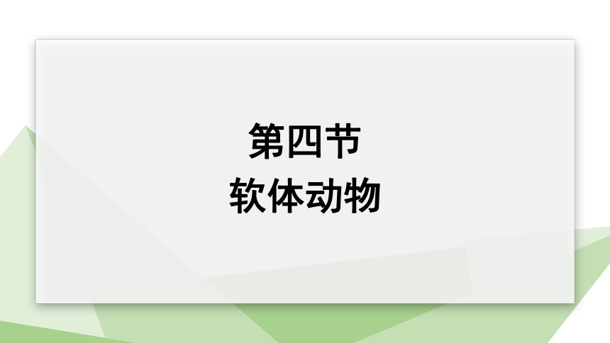 1.4.4 软体动物 课件 （共23张PPT）2023-2024学年初中生物冀少版七年级上册