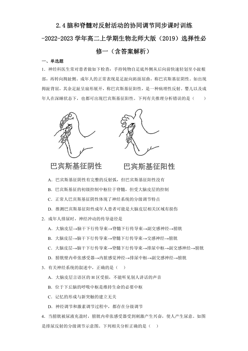 2.4脑和脊髓对反射活动的协同调节同步课时训练（有答案）-2022-2023学年高二上学期生物北师大版（2019）选择性必修一