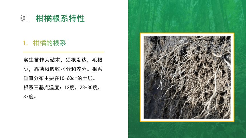 4.1.2柑橘的生长特性 课件(共16张PPT)-《果树生产技术》同步教学（中国农业出版社）