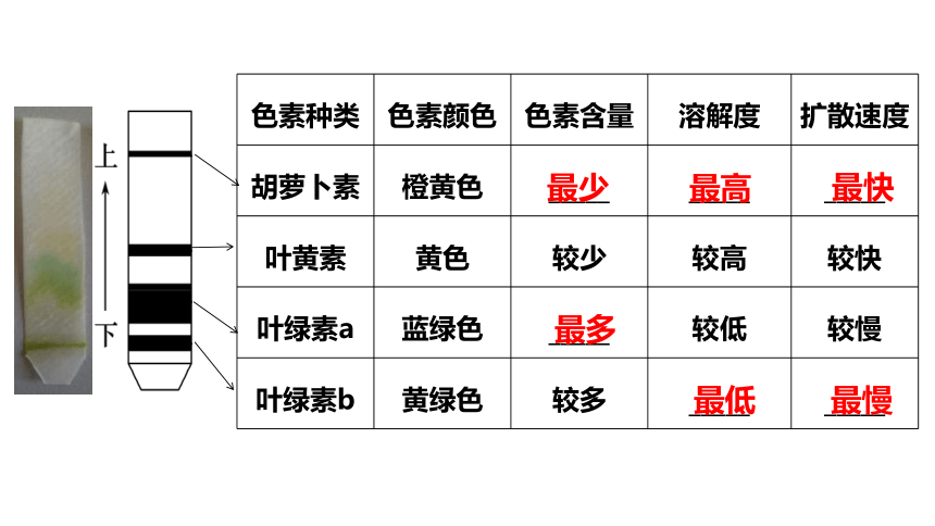 5.4光合作用复习与拓展 课件(共113张PPT)高中人教版生物必修一