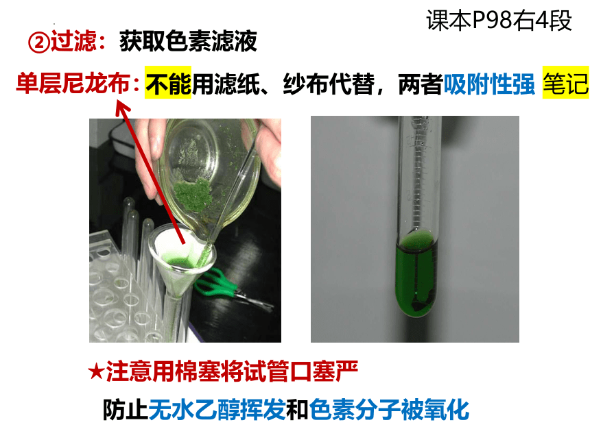 5.4.1 捕获光能的色素和结构（第1课时）课件(共30张PPT)-2023-2024学年高一上学期生物人教版（2019）必修1