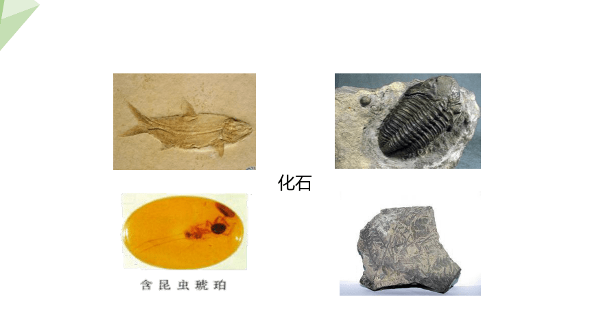 7.21.2 生物的进化 第1课时 课件(共24张PPT) 2023-2024学年初中生物北师版八年级下册