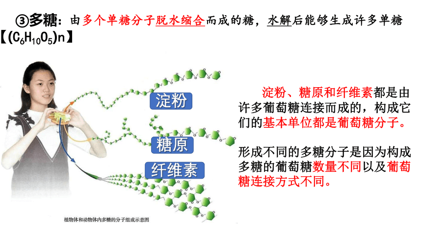 2.3 细胞中的糖类和脂质 课件（共30张PPT） 2023-2024学年高一上学期生物人教版必修1