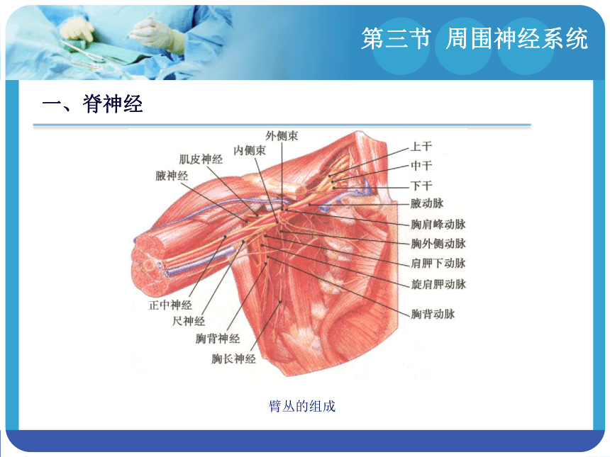 14.3周围神经系统 课件(共94张PPT)-《解剖学基础》同步教学（江苏大学出版社）