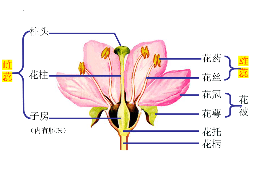 2023-2024学年华东师大版七年级下册科学7.4细菌和真菌的繁殖课件（26张ppt）