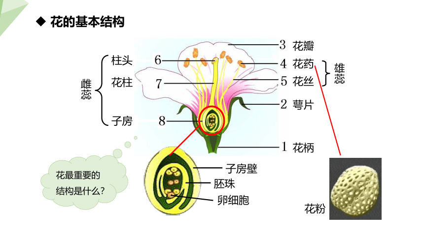 3.2.3 开花和结果 课件(共20张PPT+内嵌视频1个) 2023-2024学年初中生物人教版七年级上册