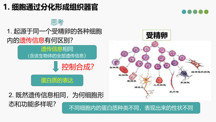 5.2 细胞通过分化形成多细胞(共18张PPT)生物体-高一生物学（沪科2020必修1）